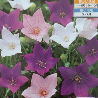 花の種        桔梗ミックス＋オマケ(その他)