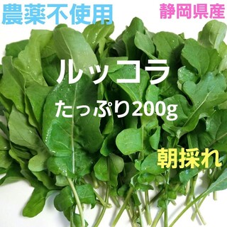 朝採り　新鮮　ルッコラ　カット葉　200g(野菜)