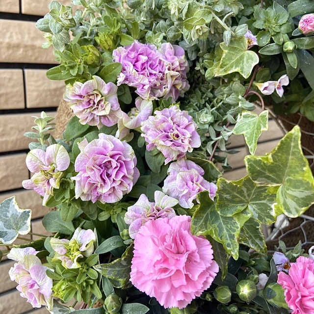 カーネーションとペチュニアミシェル・アンナの寄せ植え♪ | www