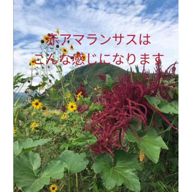 【自然農】アマランサスの種ミックス　彩り✿ガーデニング　プランター◎毎年蒔ける種 エンタメ/ホビーのエンタメ その他(その他)の商品写真