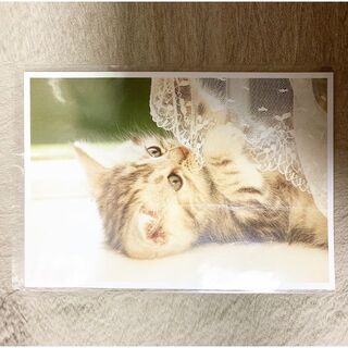 子猫 レースカーテン ハガキ 葉書 ポストカード(その他)