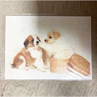 子犬達 箱 ハガキ 葉書 ポストカード(その他)