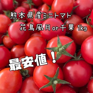熊本県産ミニトマト1kg(野菜)
