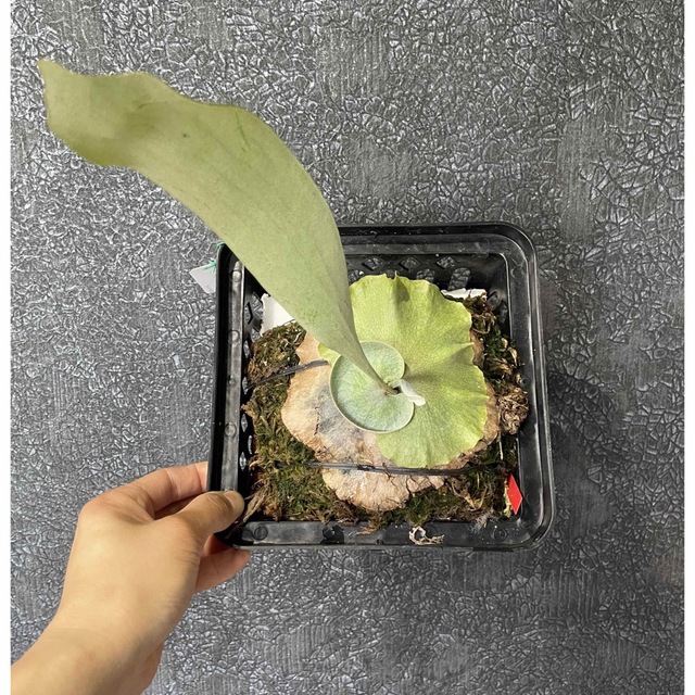 P. diversifolium Kraken 4/28-