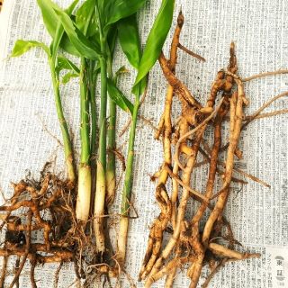 みょうが苗　無農薬　12本(野菜)