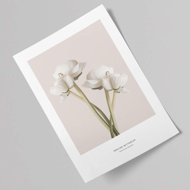 【特価商品】ポスター アートポスター A3 北欧 花 木 植物 ラナンキュラス 6