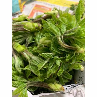 天然山からのコシアブラ400g(野菜)