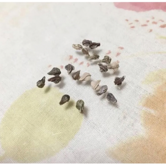 オキナワスズメウリの種⭐︎60粒 ハンドメイドのフラワー/ガーデン(その他)の商品写真