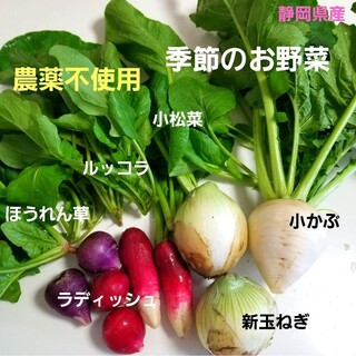 季節のお野菜　6種　新鮮　朝採り(野菜)