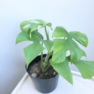 モンステラ(ヒメモンステラ) 観葉植物 5(その他)