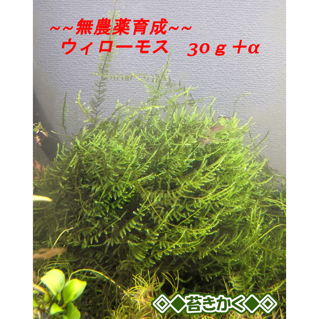 ◆ ウィローモス〖３０g＋α 〗無農薬育成◎ 即投入可◆ 安心◎ゆうパケ発送 その他のペット用品(アクアリウム)の商品写真