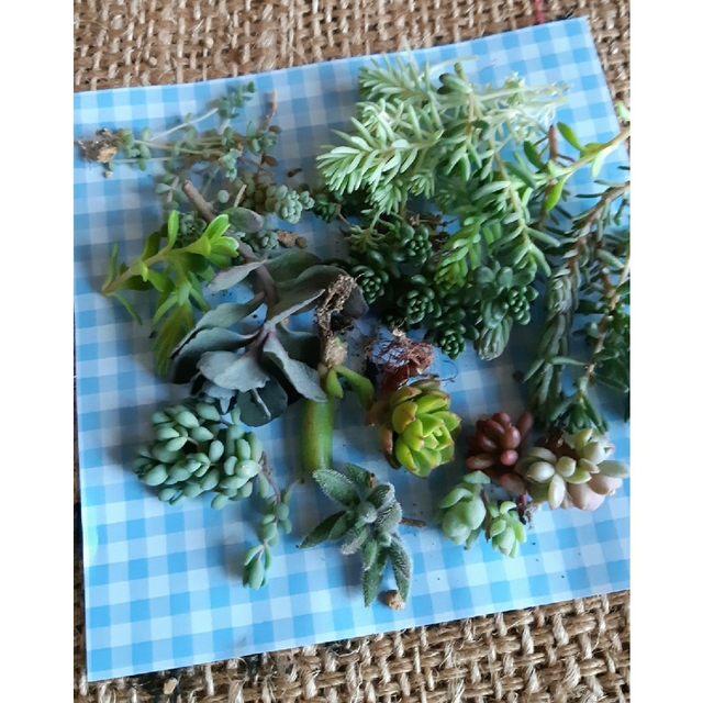多肉植物セット売り ハンドメイドのフラワー/ガーデン(プランター)の商品写真
