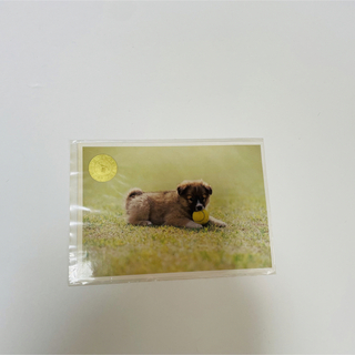 昭和レトロ　ギャラリーエル　ポストカード　子犬(印刷物)