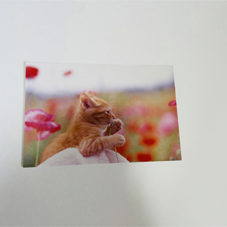 ポストカード　一枚　写真集　みんな子猫　より　小沼愉裏に少し汚れがあります。(印刷物)
