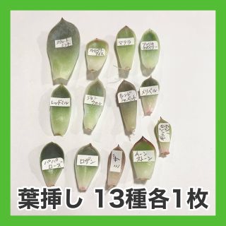 多肉植物 韓国苗 葉挿し13枚セット(その他)