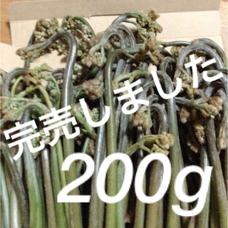 わらび200g　茨城県産　山菜　夜採り 新鮮　天然　無農薬　国産　初物(野菜)