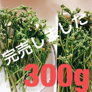 わらび300g　茨城県産　山菜　夜採り 新鮮　天然　無農薬　国産　初物(野菜)