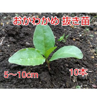 【今が植え時】おかわかめ抜き苗 10本(野菜)