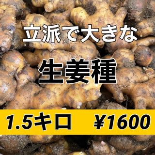 植え方レシピ付き‼️生姜種1.5キロ入‼️(野菜)