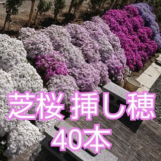 芝桜 挿し穂　40本(その他)