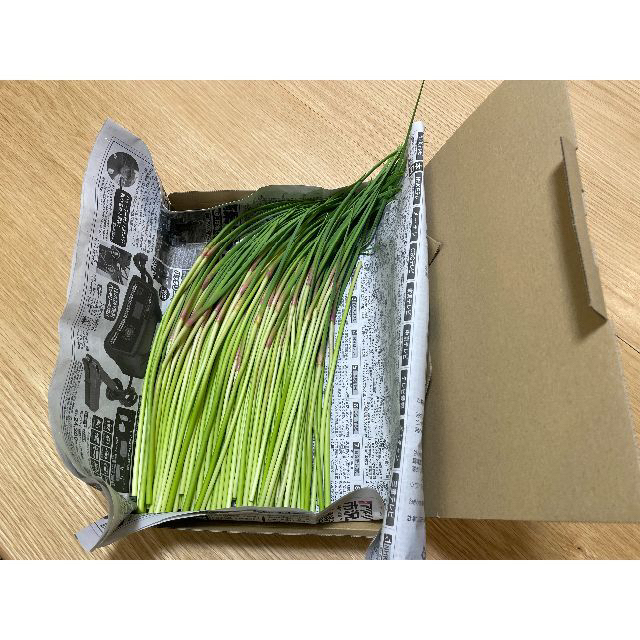 にんにくの芽500g　無農薬,無化学肥料 三重県産 食品/飲料/酒の食品(野菜)の商品写真