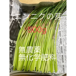 にんにくの芽500g　無農薬,無化学肥料 三重県産(野菜)