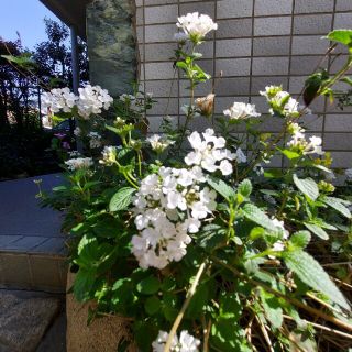 ランタナ白の挿し木　５本(プランター)