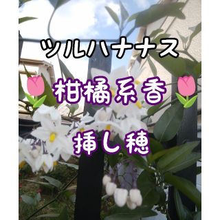 🌸葉は柑橘系の香◇ツルハナナス挿し穂x10本☘️(プランター)