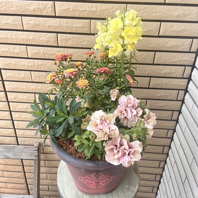 元気カラーにユーフォルビアマティーニと八重咲きペチュニアルフナの寄せ植え♪春の花