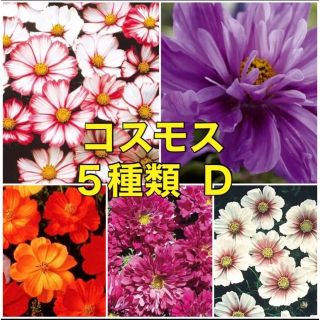 ⚠️珍しい⚠️ コスモス  種 5種類 Ｄ 花の種 花種  ⚠️袋分けしてます(その他)