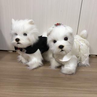 ウェディングドール 結婚式 ぬいぐるみ 犬  ウェスティ(ぬいぐるみ/人形)