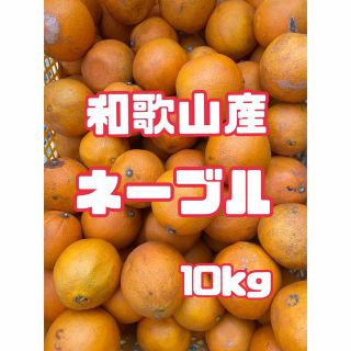 ⭐︎和歌山産⭐︎ ネーブル 10kg 訳あり　ネーブルオレンジ　柑橘(フルーツ)