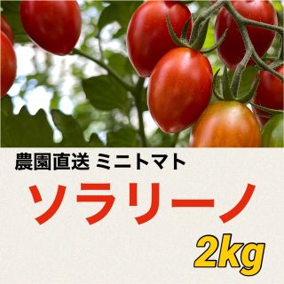 高糖度　ソラリーノ　2kg　栃木県産　プリッとコクうま　ミニトマト　農園直送(野菜)