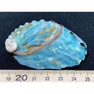 カラフルな鮑・9・7g（貝殻標本）(その他)