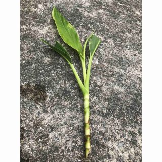 「ハラン/葉蘭/葉ラン」苗 根茎 常緑多年草 下草 【観葉植物】(プランター)