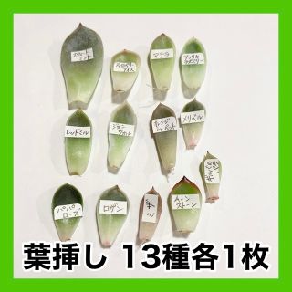 多肉植物 韓国苗 葉挿し13枚セット(その他)