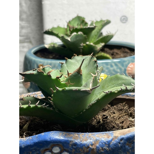 アガベ agave チタノタ 【白鯨3セット入り】 開店記念セール! vivacf.net
