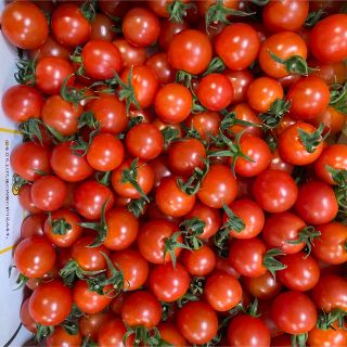 ミニトマト2kg(野菜)