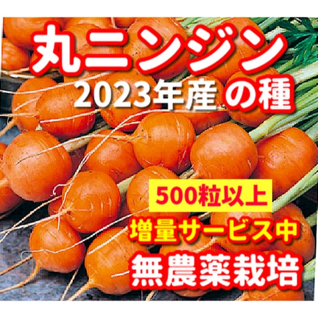 SALE／55%OFF】 モリンガ種 安心の無農薬栽培 令和5年産 ベトナムの栽培方法記載