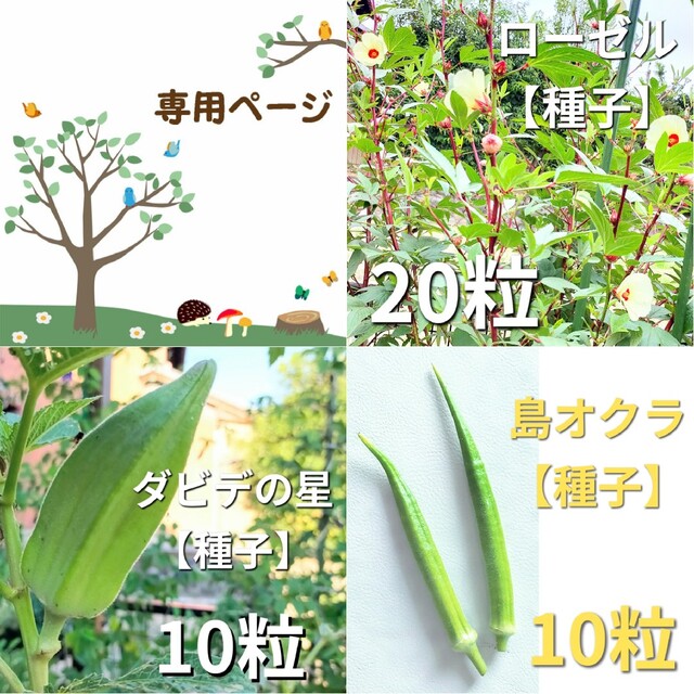 野菜の種　3種セット　ダビデの星　島オクラ　ローゼル 食品/飲料/酒の食品(野菜)の商品写真