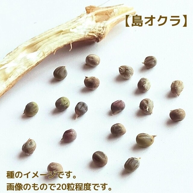 野菜の種　3種セット　ダビデの星　島オクラ　ローゼル 食品/飲料/酒の食品(野菜)の商品写真