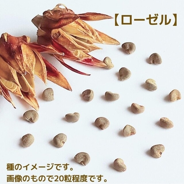 野菜の種　3種セット　ダビデの星　島オクラ　ローゼル 食品/飲料/酒の食品(野菜)の商品写真