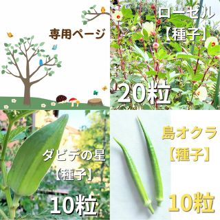 野菜の種　3種セット　ダビデの星　島オクラ　ローゼル(野菜)