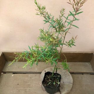 庭木 植木　苗木　メラレウカ　レッドジェム(その他)