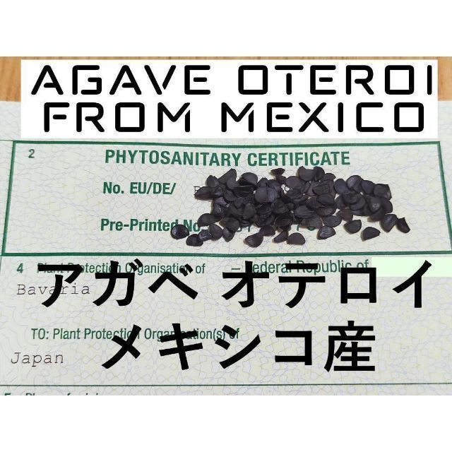 3月入荷 100粒+ アガベ オテロイ 種子 | チタノタ FO-76