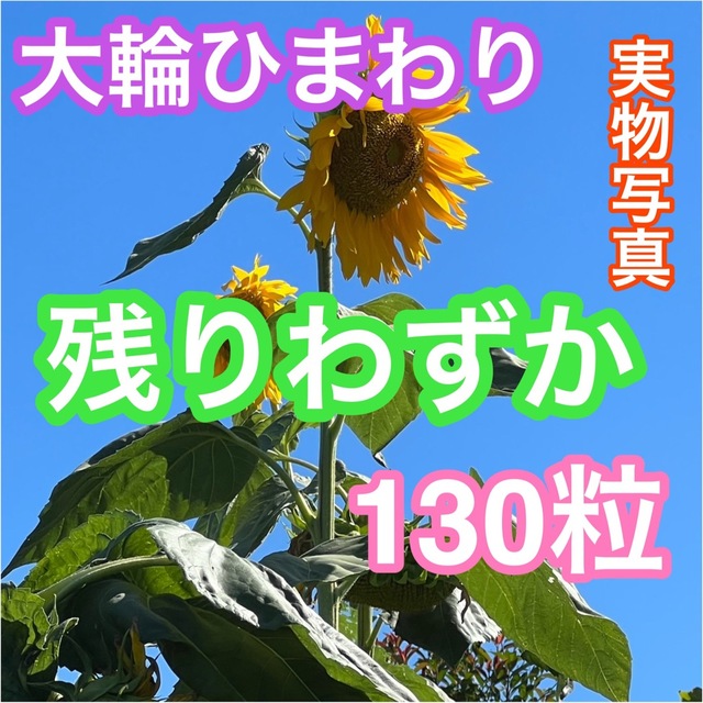 大輪ひまわり ひまわりの種 130粒以上 向日葵 ヒマワリ 種 たね タネ ハンドメイドのフラワー/ガーデン(その他)の商品写真