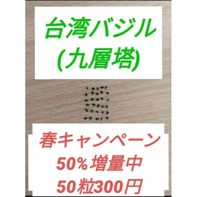 九層塔 台湾バジル期間限定で50%増量で50粒入り！ その他のその他(その他)の商品写真