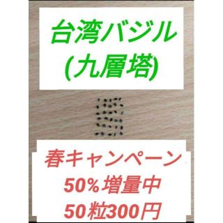 九層塔 台湾バジル期間限定で50%増量で50粒入り！(その他)