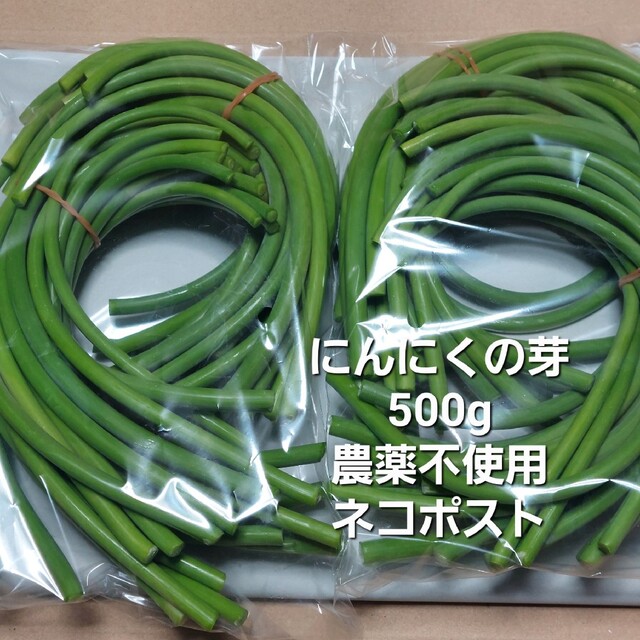 にんにくの芽500g　農薬不使用　ネコポス 食品/飲料/酒の食品(野菜)の商品写真