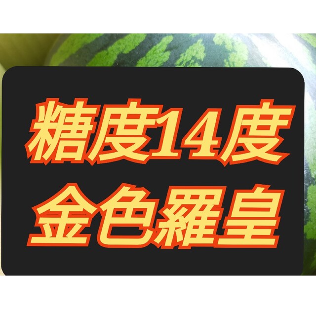 食品/飲料/酒金色羅皇すいか、2Ｌサイズ2玉入り